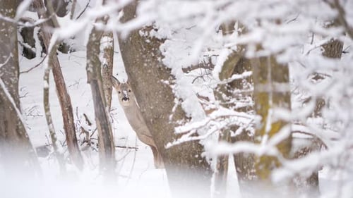 Roe deer standing alert behind tree in snowy alpine forest, looking into the cam