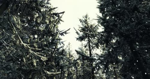 Winter Wonderland of Snow Covered Trees in a Tranquil Forest Setting