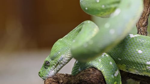 Serpiente verde de Morelia viridis enrollada en una rama con escamas vibrantes en primer plano