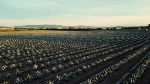 Blue Agave plantation tequilana weber typical drink of jalisco mexico plantation