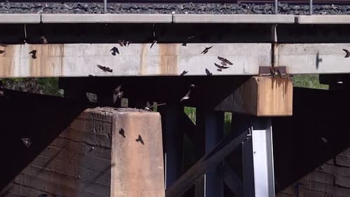 Cliff Swallow colony nesting under a bridge, flying around.
