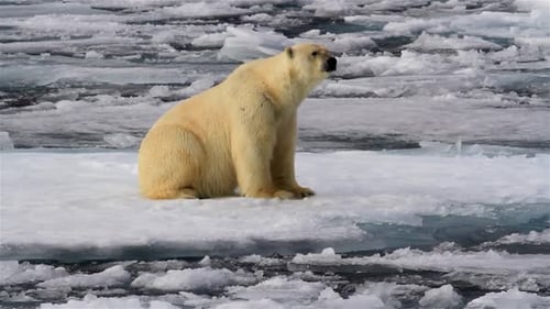 Eisbär sitzt auf verschneitem Meereis in der Arktis