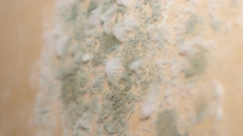 Extreme Close Up of Green Mold Growing
