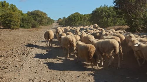 Massive herd of sheep walking and running on gravel road, motion shot