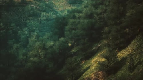 Aerial View of Lush Green Forest