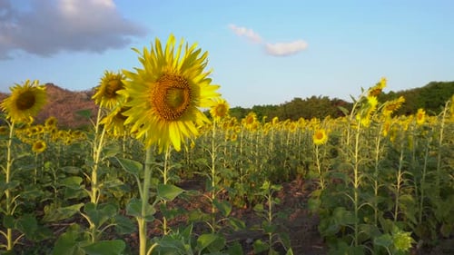 Static shot of a beautiful and vibrant sunflower in full bloom in a flower farm swaying in the soft