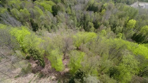 Impresionante vista aérea de densos árboles verdes del bosque, vista desde un acantilado en un soleado día de primavera.