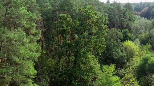 Pelzbäume und Kiefern von oben. Luftbildvideo über den Wald. Grünes Holz. Konzeptvideo zur Natur.