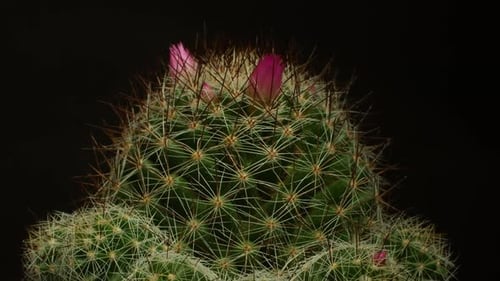 Flowering Cactus Close Up on Black Background