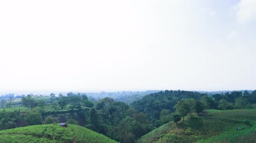 Drone shot of natural green forest field