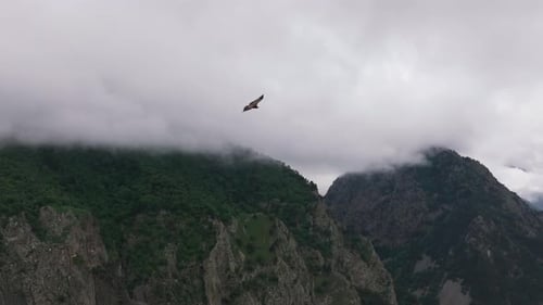 Bird Soaring Over Cloudy Mountain Range
