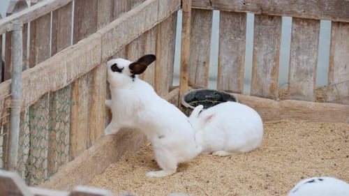 Adorable domesticated checkered giant rabbits at a petting farm in a pen