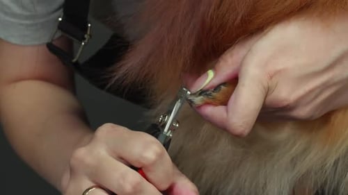 Groomer's Hands are Cutting Claws on Ginger Spitz Dog's Paw in Grooming Salon