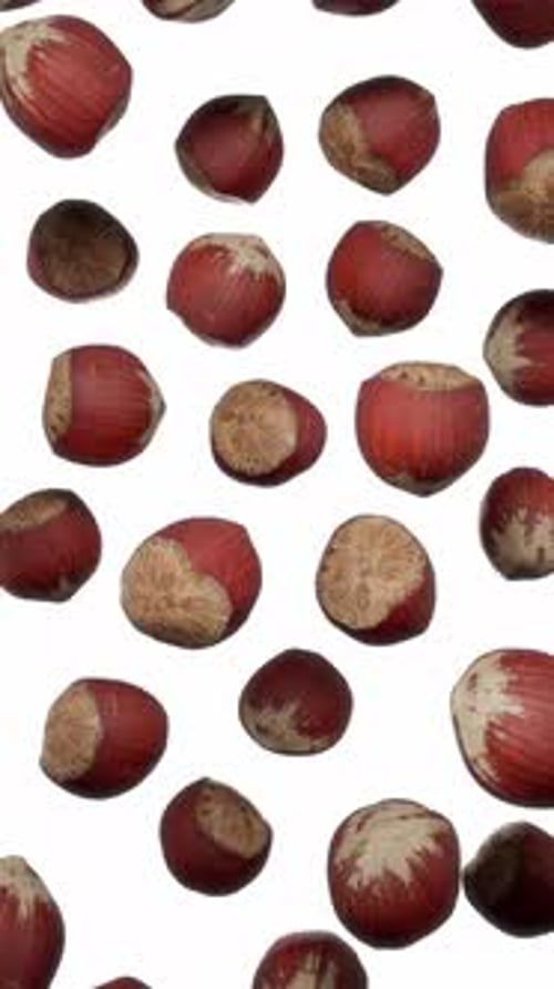 Floating Hazelnuts Rotate Against White Background