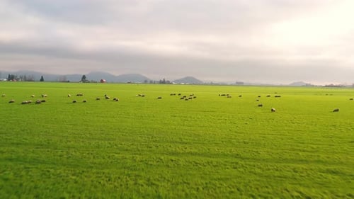 Aerial view of sheep grazing in a field of green grass