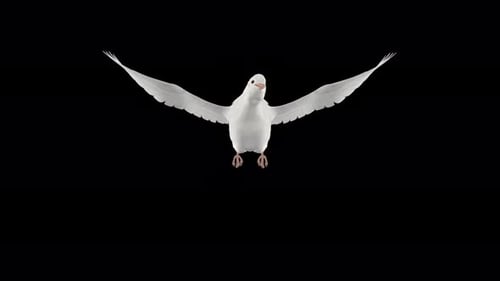 Colombe romantique - Pigeon blanc - Transition au-dessus de l'écran - III - Alpha Channel - 4K
