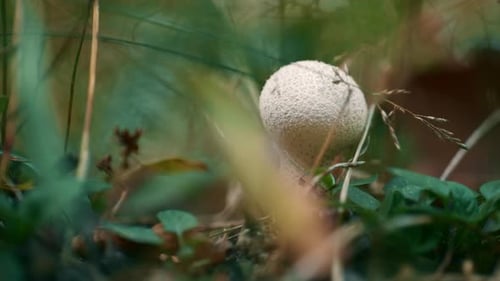 White Mushroom Forest Background in Closeup Light Woods in Autumn Leaf Lawn