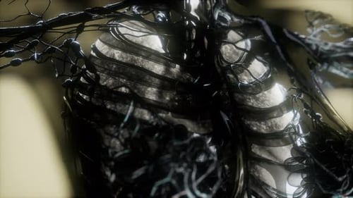 Detailed Human Skeleton and Circulatory System Medical 3D Animation