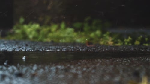 Rain Drops Splashing Pavement into Puddle