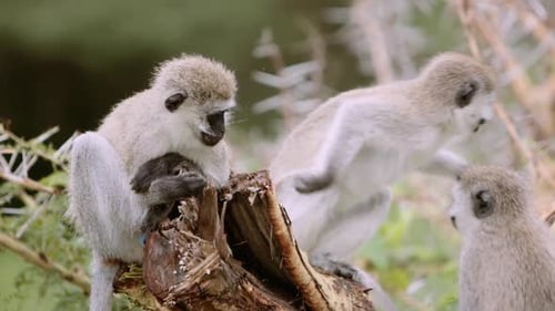 Cute monkeys playing on tree stump. Slow motion