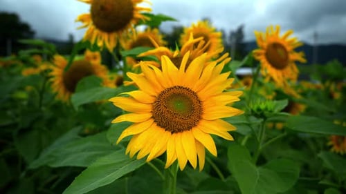 Close up view of sunflower blooming in sunny day, sunflower farming close up view