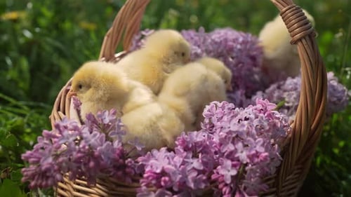 Traditionelles Ostervogel, Frühlingsfest, kleine Hühner im Weidenkorb