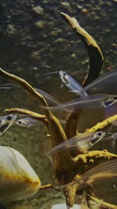 Many Catfishes Float In Aquarium