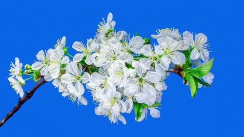 White Flowers of Cherry Blossom on a Cherry Tree Branch Close up. Creative Time Lapse Video
