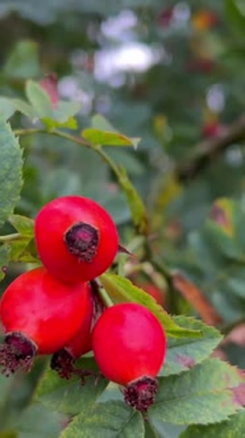 Rosehip is a Wild Plant Genus of the Rose Family A Variety of Rosehip is a Rose Vertical Video