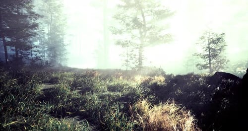 Mysterious Fog Envelops a Tranquil Forest Landscape at Dawn