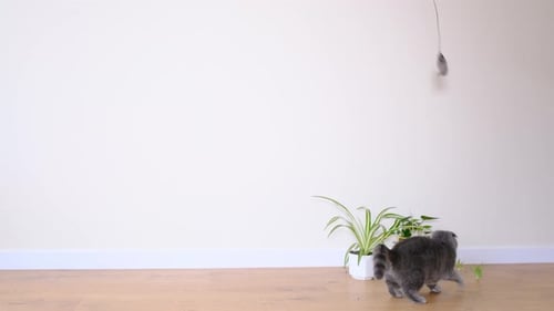 Um gato britânico pula em um rato de brinquedo, brincalhão e ativo, animal de estimação