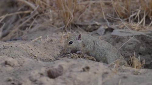 Close-up of a rodent eating in a desert environment.
