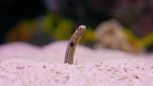 Spotted Garden Eel Underwater World