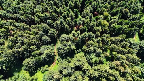 Beautiful evergreen pine tree forest. Drone flight over the wood on sunny day.