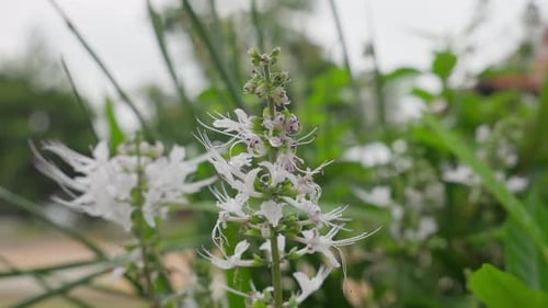 White Cat Whiskers (Java Tea Plant)