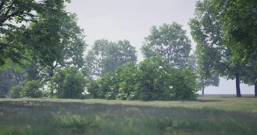 Lush Greenery of a Serene Park During a Calm Afternoon