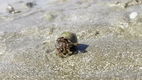 Hermit crab on a wet sandy beach cleaning itself then hiding in its shell, bright sunlight.