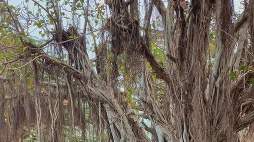 A huge Banyon tree, Ficus benghalensis or Indian banyan is the national tree of India