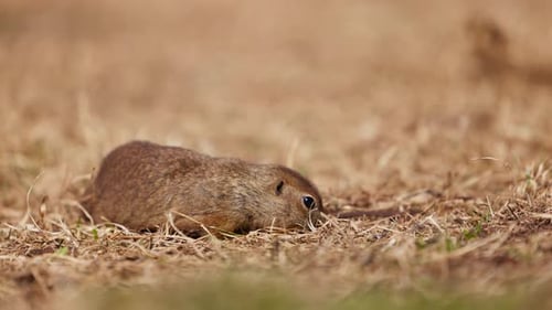Funny Fluffy Gopher Eats Next to the Burrow Little Ground Squirrel or Little Suslik Spermophilus