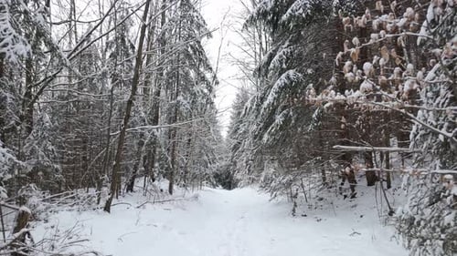 A lone figure walks along a snow-covered path, surrounded by a quiet winter forest. The cold air