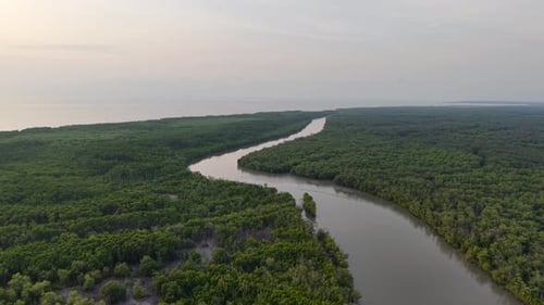 Aerial drone view of mangrove forest and winding river