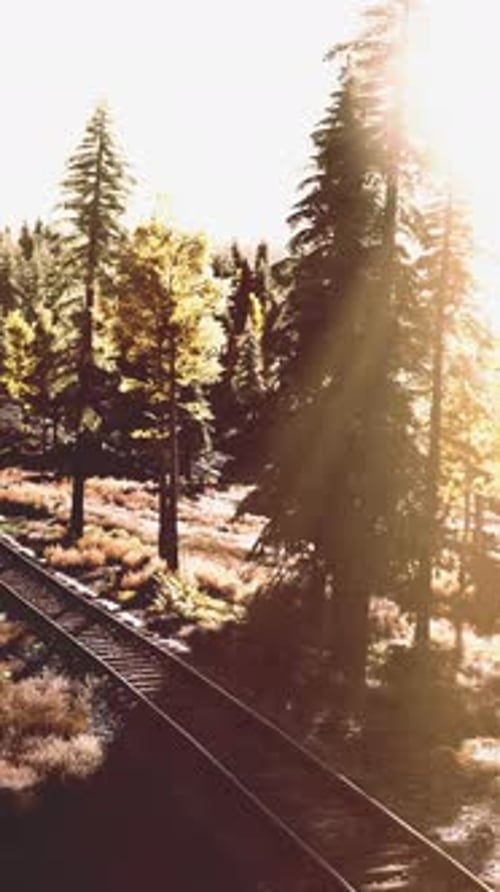 Passing Through a Beautiful Forest at Sunset