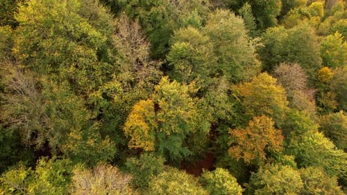 Couleurs des arbres en automne