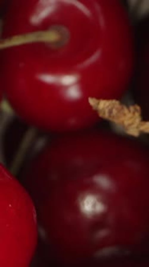 Close Up of Fresh, Ripe Cherries