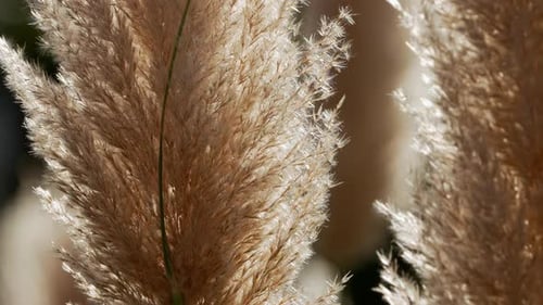 Closeup view of a pampa grass flower blowing In the breeze. Slow motion.