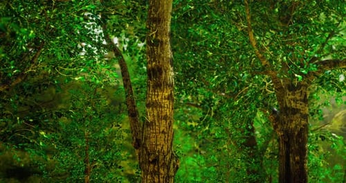 Lush Green Forest with Majestic Trees in Bright Sunlight During Summer