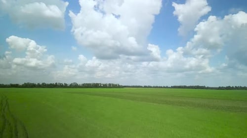 Green field aerial view in Ukraine