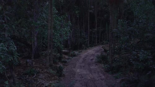 An Independent Trek Across Challenging Woods Under Fading Light