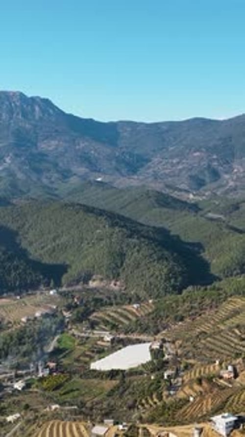 Vertical Video Aerial Harvest Journey Exploring Avocado Farms in a Rich Mountain Farming Region