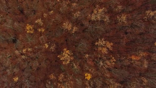 Vertical Aerial Forest Drone Foliage Wood Trees